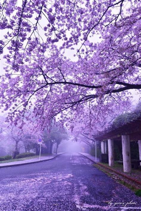 Purple Cherry Blossom Wallpaper