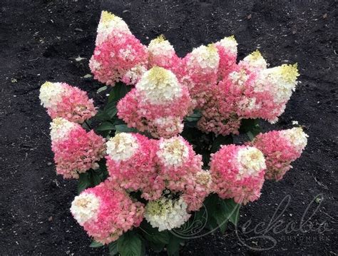 Гортензия метельчатая (Hydrangea paniculata `Red Velvet`) - Гортензия ...