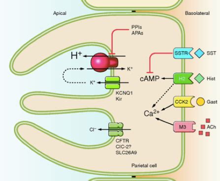 Solved Hydrochloric acid is secreted into the stomach by | Chegg.com