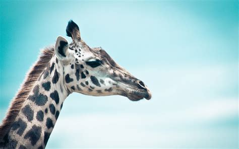 Giraffe Wallpapers Wallpaper Cave