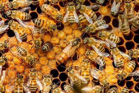 Queen Bee Facts And Curiosities Of The Queen Honey Bee