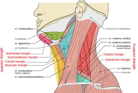 Musculi coli base, my edits for tringles, labeled triangles.svg | Medical anatomy, Human anatomy ...