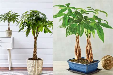 How To Take Care Of A Money Tree Plant