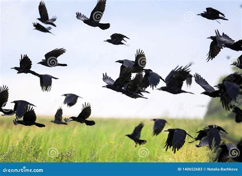 Flock Of Black Birds Crows And Rooks Fly Flock Over Plem In Autumn