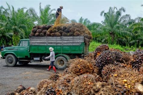 Investasi Riset Jadi Kunci Peningkatan Ekspor Kelapa Sawit Pontas Id