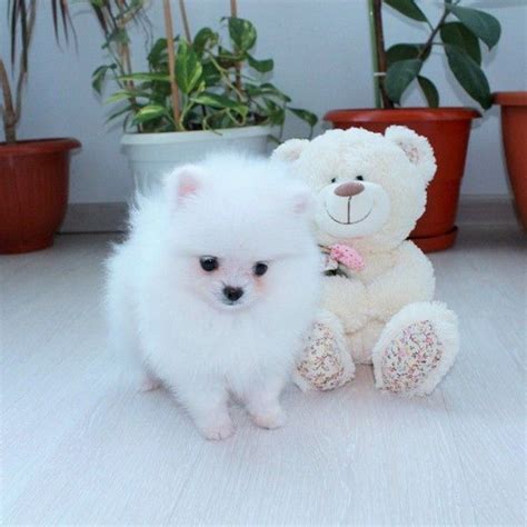 POMERANIAN PUPPIES AVAILABLE FOR ADOPTION