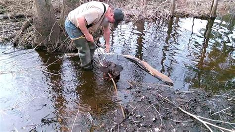 Beaver Trapping North Carolina Youtube