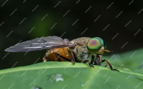 Imagen macro de un insecto tábano gigante oscuro en una hoja verde al ...