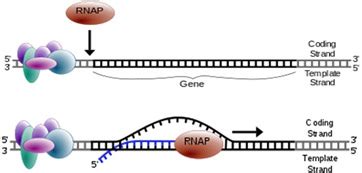 Dna Template Strand / It determines how the dna strand will be ...