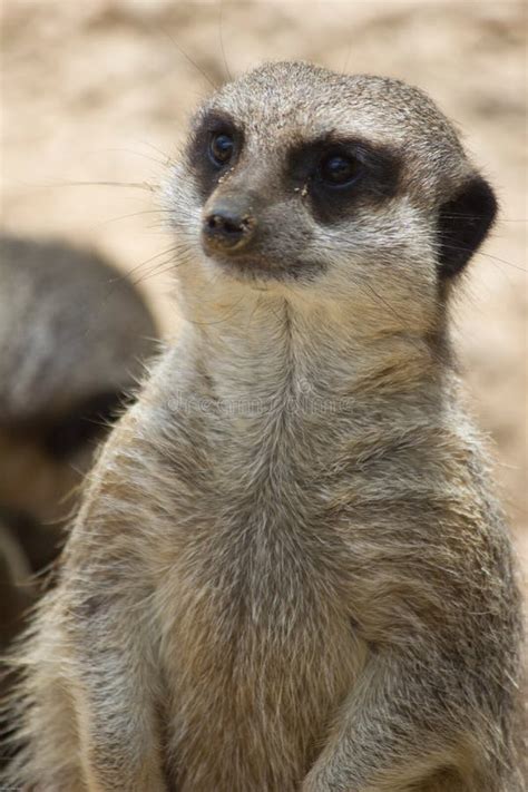 Inquisitive Meerkat Sitting Stock Image Image Of Undecided Desert