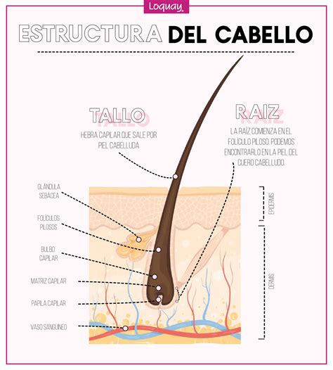 C Mo Es La Estructura Del Cabello Estructura Del Cabello Tutorial