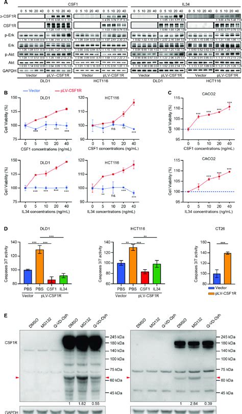 Csf1r Activation By Csf1 And Il34 Promotes Colorectal Cancer Crc Cell