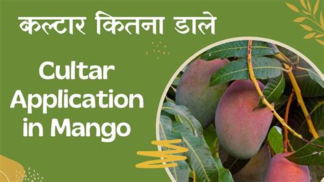 Cultar Use In Mango Cultar Kitana Dale Cultar Application In