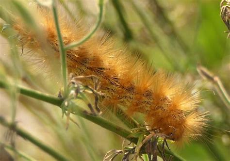 Large Fuzzy Blonde Haired Caterpillar Estigmene Acrea BugGuide Net