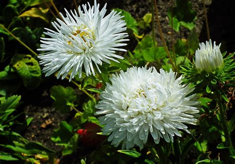 Ásteres Flores Jardín Foto gratis en Pixabay Pixabay