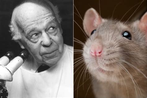 El Brutal Experimento Con Ratas Que Mostr Que La Esperanza No Es Lo