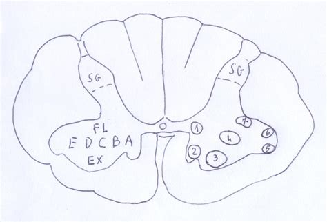 The Somatotopy Of The Spinal Cord A Comprehensive Description