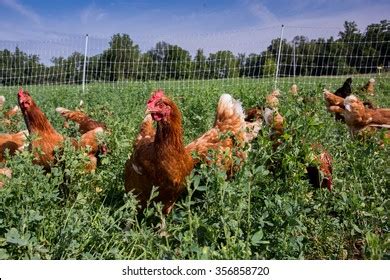2 Hundred Red Sex Link Chicken Royalty Free Images Stock Photos Pictures Shutterstock