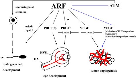 ARF Impinges Both On Developmental Processes Male Germ Cell