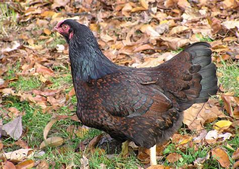 Top 7 Largest Chicken Breeds Also Laying Largest Eggs