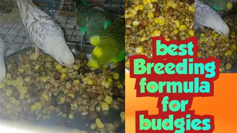 Budgies Best Breeding Formula And Tips Fast Breeding Tips YouTube