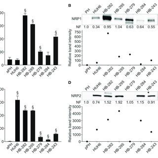 Nrp And Nrp Rna And Protein Expression In Hb Cell Lines Nrp Mrna