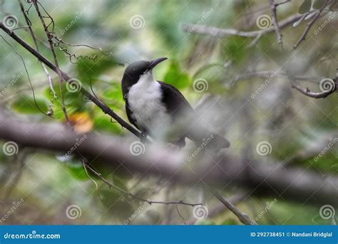 White Breasted Thrasher Or Ramphocinclus Brachyurus Stock Image Image