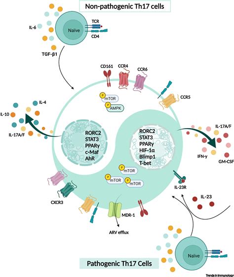 Targeting Th17 Cells In HIV 1 Remission Cure Interventions Trends In