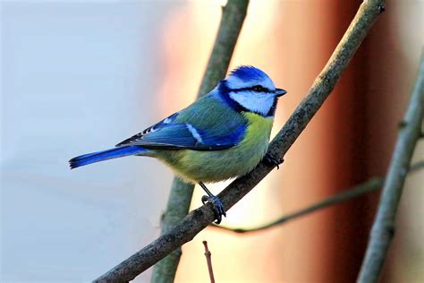 Blue Tit - where they live, food, nesting and other facts - Garden Birds