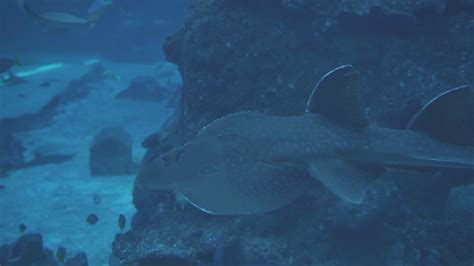 Rhina Ancylostoma Bowmouth Guitarfish Shark Stock Footage Sbv 347770035