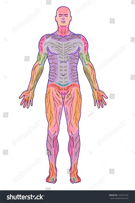 Drawing Medical Didactic Board Anatomy Human Stock Vector Royalty Free