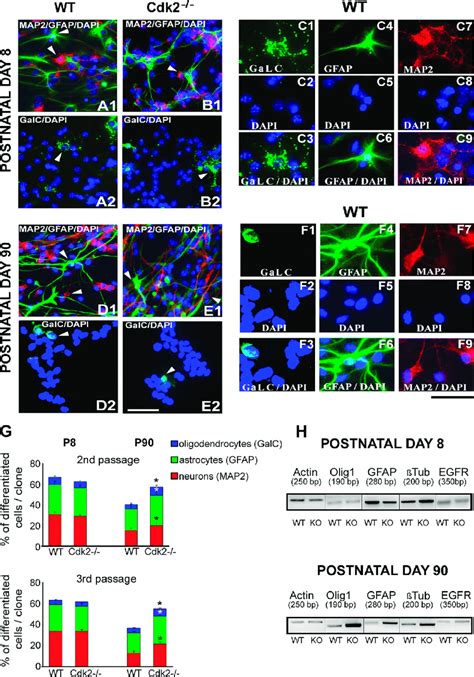 Cell Differentiation Of Svz Progenitors Is Enhanced By Loss Of Cdk2