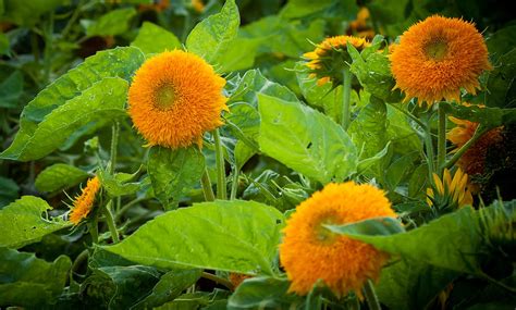 Teddy Bear Sunflowers Photograph by Virginia Folkman - Fine Art America