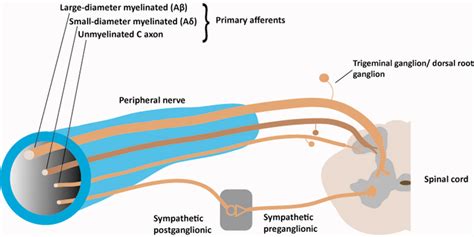 Components Of A Primary Afferent Nerve Adapted From Rathmell And