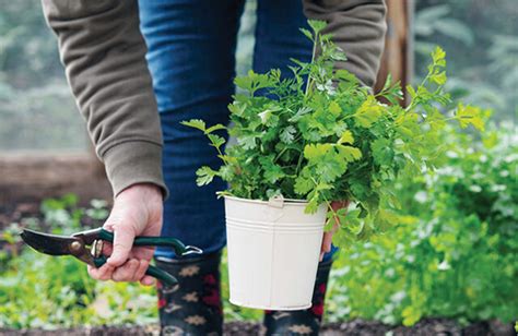 Grow winter herbs - ABC Gardening Australia magazine