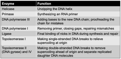 Ch 9 Microbial Genetics Flashcards Quizlet