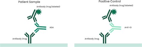 Anti Idiotype Antibodies A Powerful Weapon For Pk Ada Assays Sino Biological