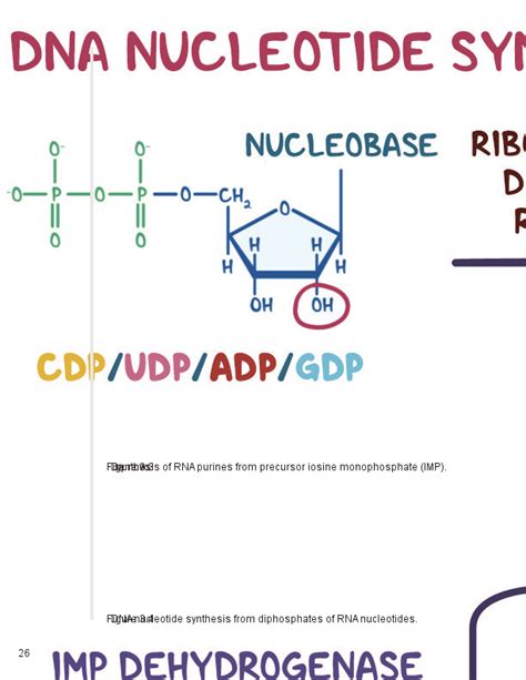 Nucleotide Metabolism Video Explanation Osmosis