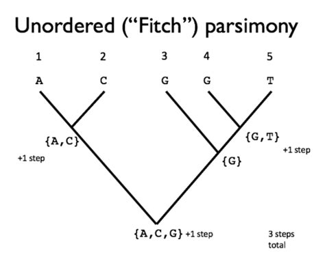 Flashcards Ed Phylogenetics Quizlet