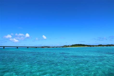 Sharks in Japan - American Oceans