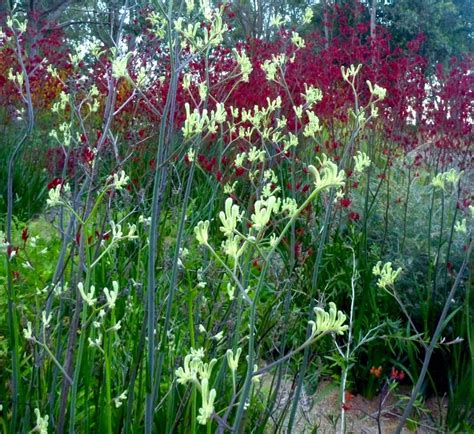 Anigozanthos Flavidus Landscape Lime Against Red Kangaroo Paw