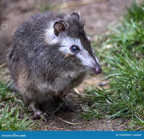 Long-nosed Potoroo in the Field Stock Photo - Image of field, raccoon ...