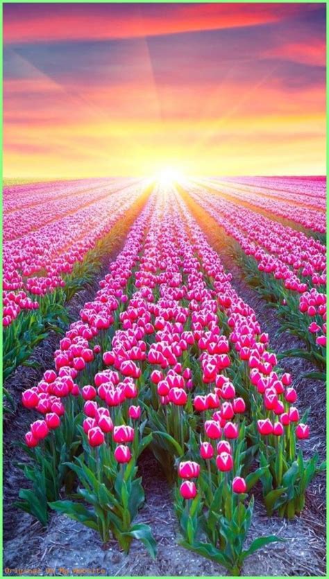 High Resolution Tulip Fields (#3223806) - HD Wallpaper & Backgrounds ...