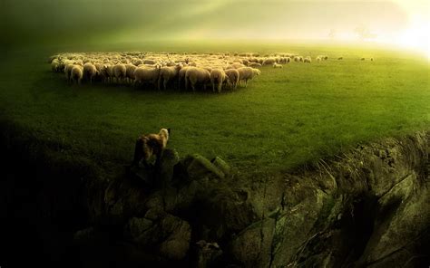 Sheep Wallpapers - Wallpaper Cave