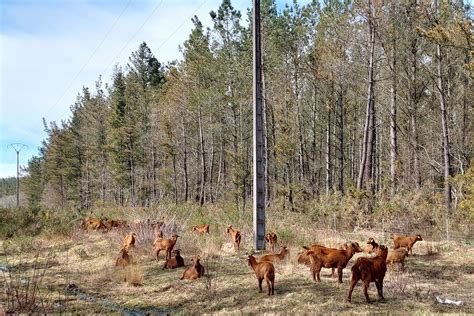 Pastando En Red Soluciones Basadas En La Naturaleza Naturgy