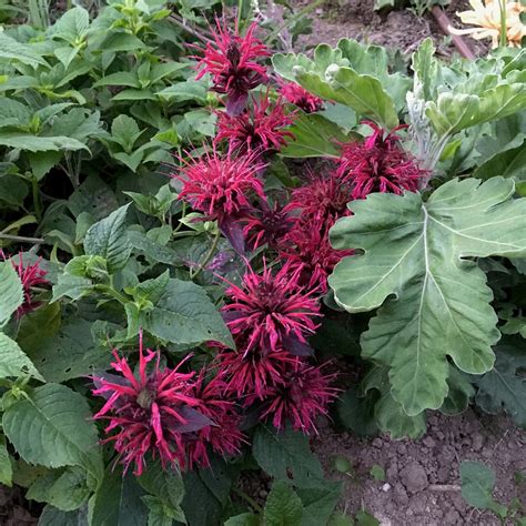 Monarda didyma | Mahogany – Puriri Lane @ Addenbrooke