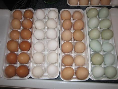 Egg Color Chart - Find Out What Egg Color Your Breed Lays | BackYard ...