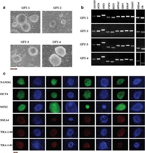 Four HESC Lines Were Derived And Established On HAEC Feeder Layers A