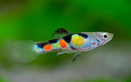 Quels Poissons Mettre Dans Mon Aquarium Avec De L Eau Froide