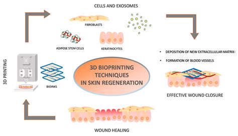 Skin Regeneration